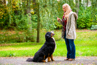 Back to School, Back to Training: A Fresh Start for You and Your Pup