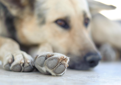 The Science Behind Dog Paw Balm: Soothe and Protect Your Pup's Pads