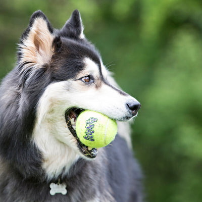 KONG SqueakAir Tennis Ball Medium