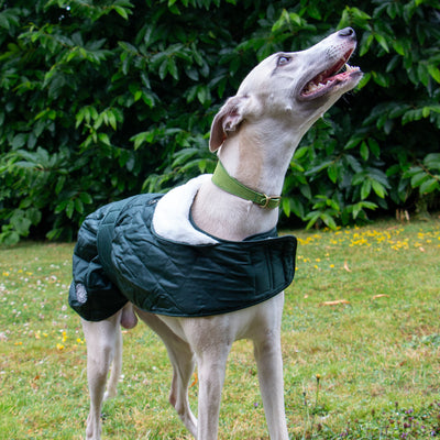 Ancol Heritage Quilted Hound Coat in Green