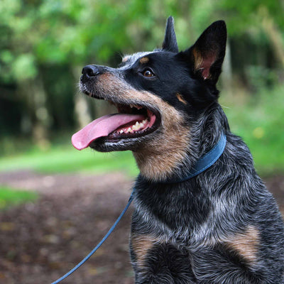 Ancol Timberwolf Blue Leather Dog Collar