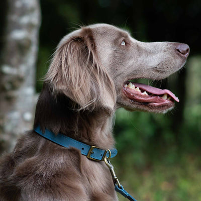 Ancol Timberwolf Blue Leather Dog Collar
