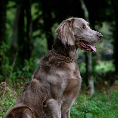 Ancol Timberwolf Sable Leather Dog Collar