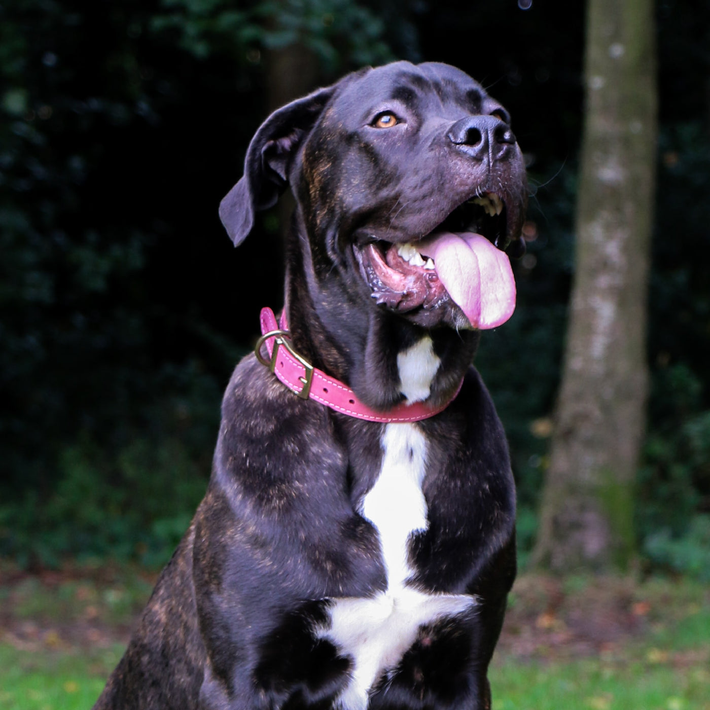 Ancol Timberwolf Raspberry Leather Dog Collar