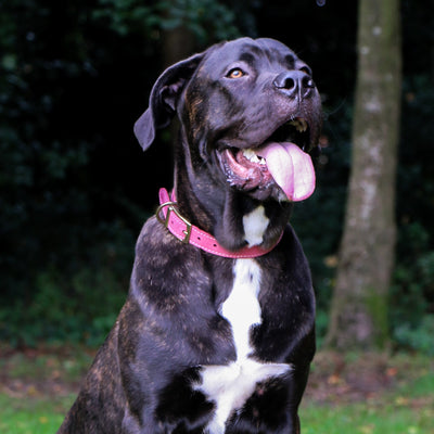 Ancol Timberwolf Raspberry Leather Dog Collar