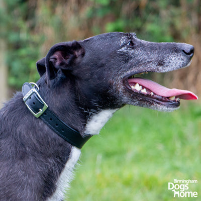 Ancol Whippet Black Leather Collar