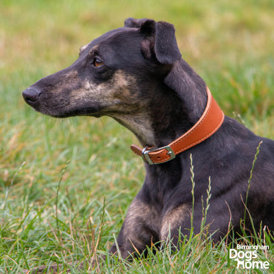 Ancol Whippet Tan Leather Collar