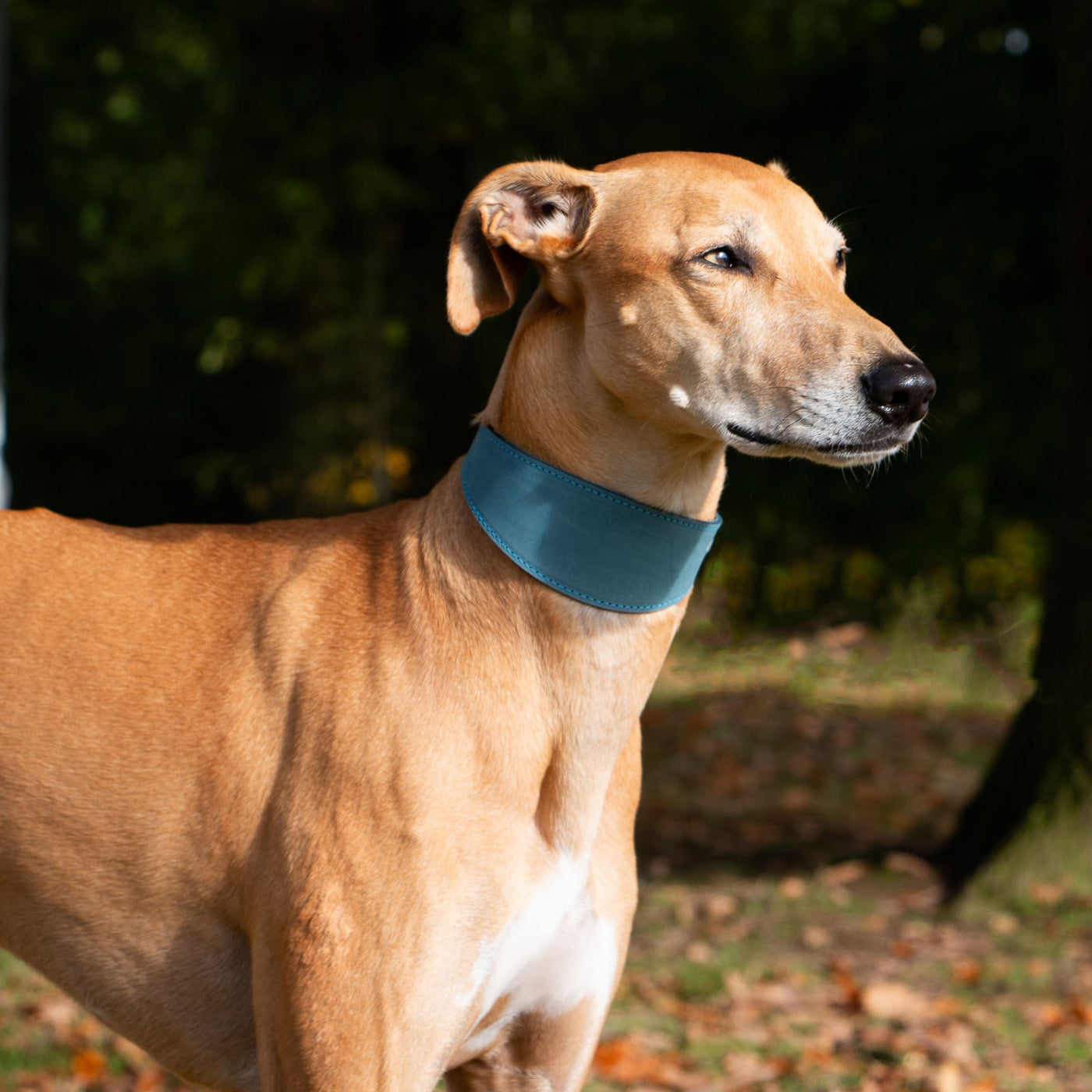 Ancol Timberwolf Blue Greyhound Collar