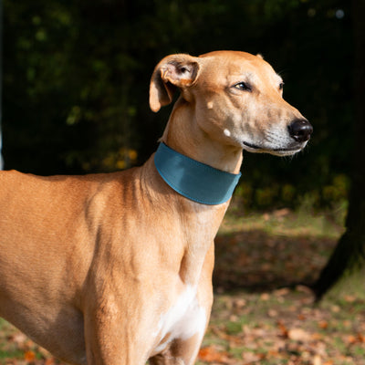 Ancol Timberwolf Blue Greyhound Collar