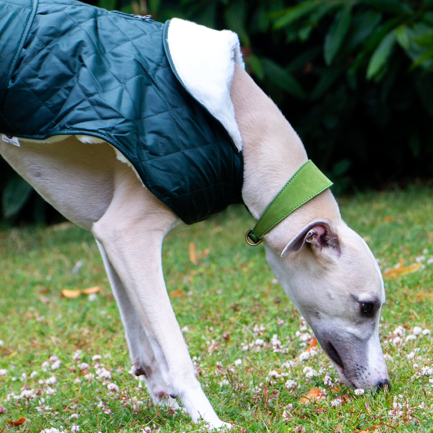 Ancol Timberwolf Green Greyhound Collar