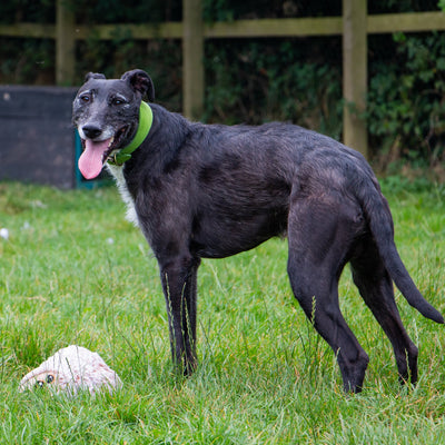 Ancol Timberwolf Green Greyhound Collar