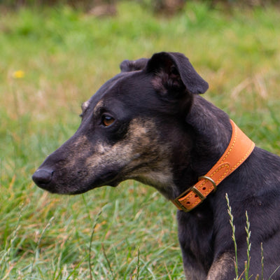 Ancol Timberwolf Mustard Greyhound Collar