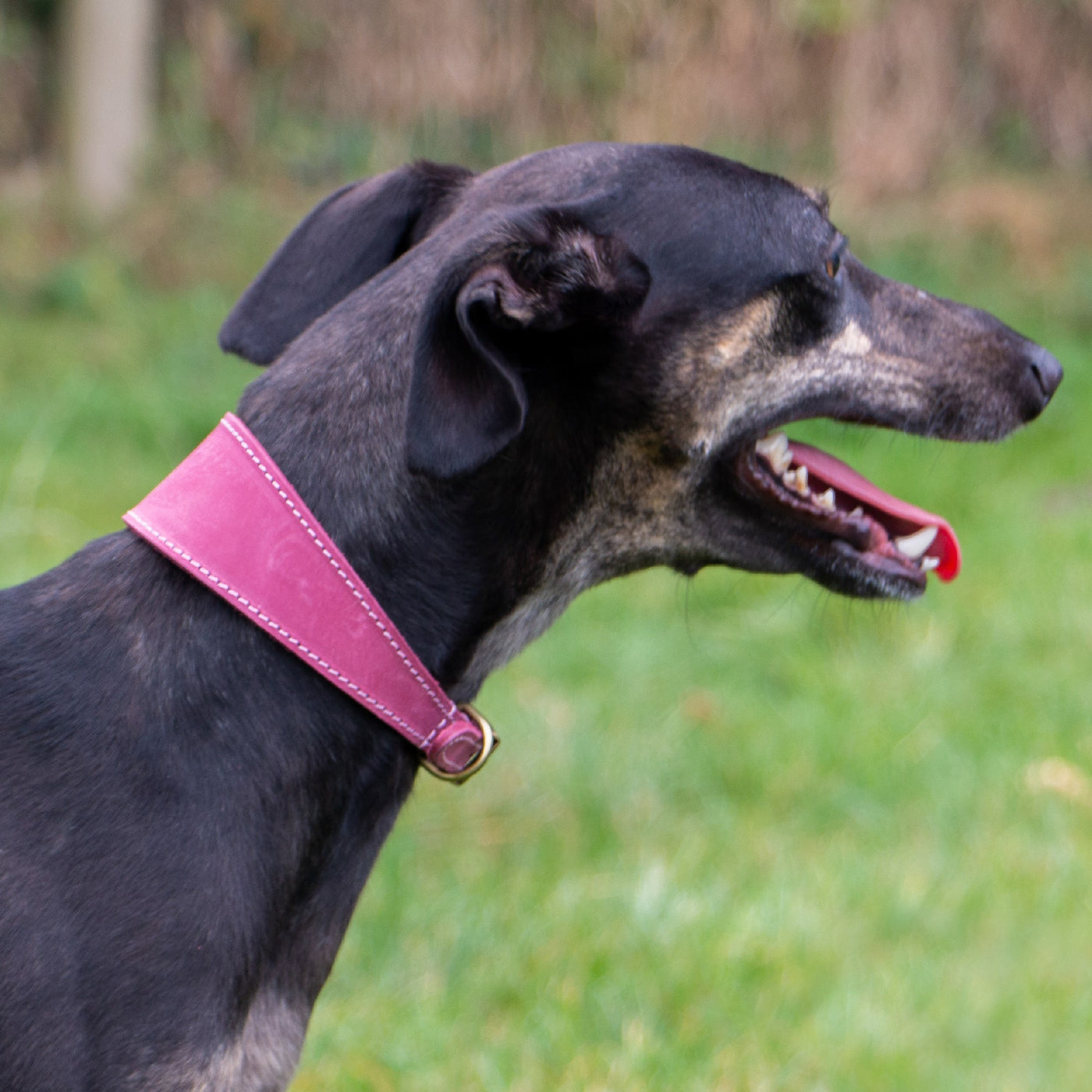 Ancol Timberwolf Raspberry Greyhound Collar