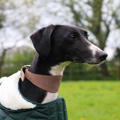 Ancol Timberwolf Sable Brown Greyhound Collar