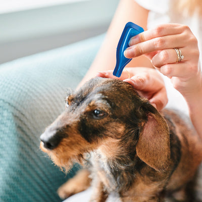 Beaphar Herbal Calming Spot-On for Dogs