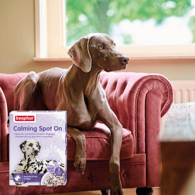 Beaphar Herbal Calming Spot-On for Dogs
