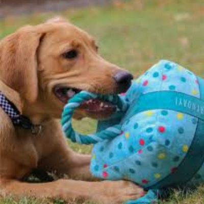 Ancol Pawty Large Blue Birthday Present