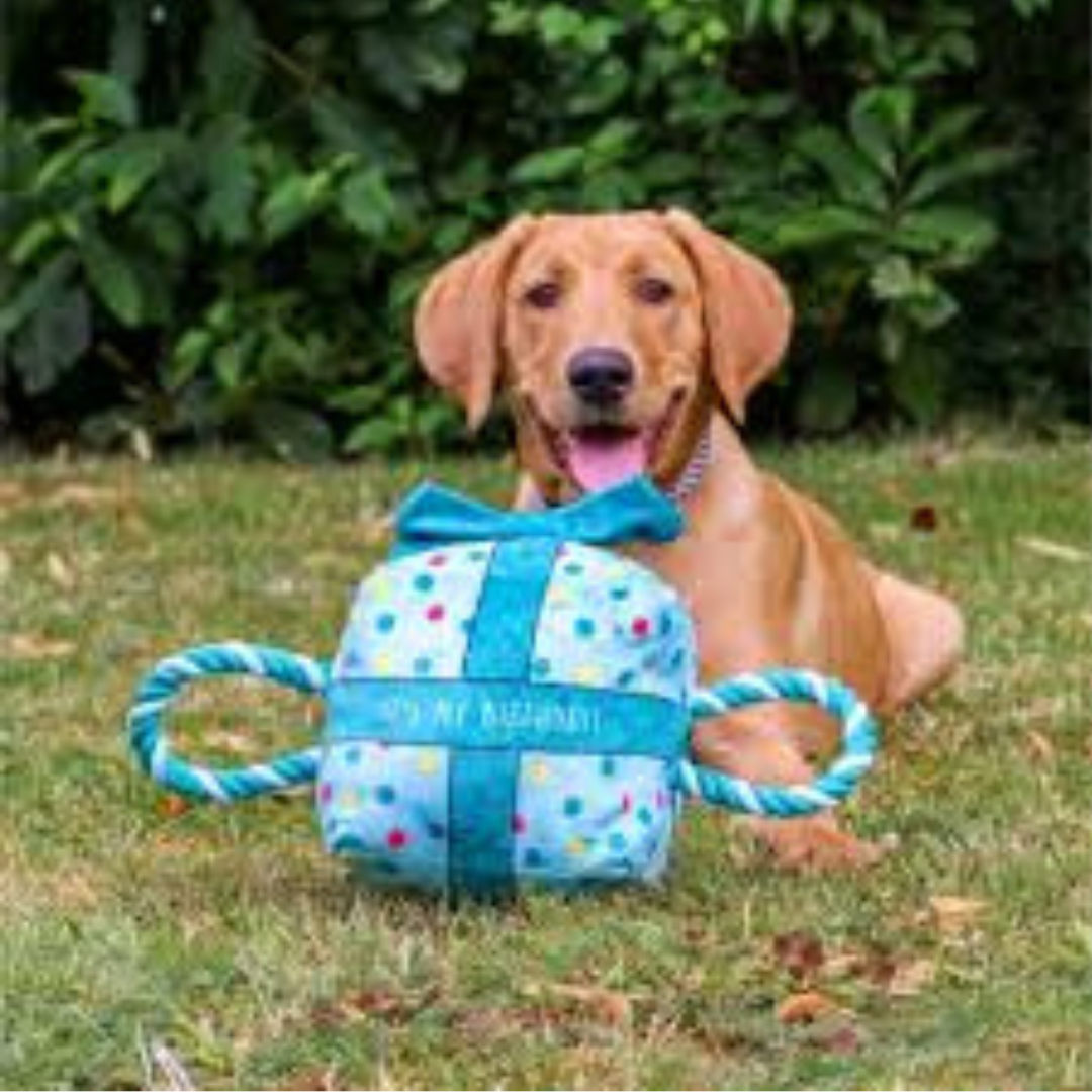 Ancol Pawty Large Blue Birthday Present