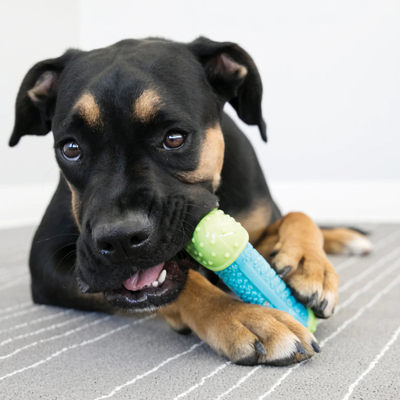 KONG CoreStrength Bone Toy for Dogs