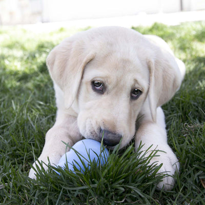 KONG Puppy Blue Md