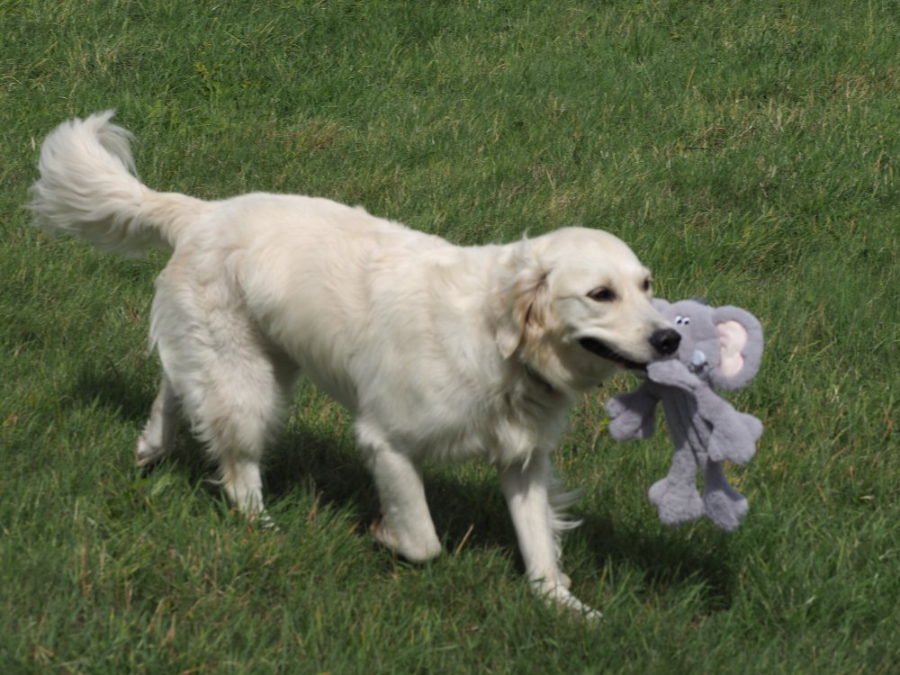 Petface Buddies Evie Elephant rope body plush Toy