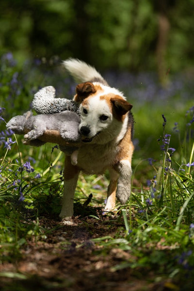 Petface Cyril Squirrel Plush Dog Toy