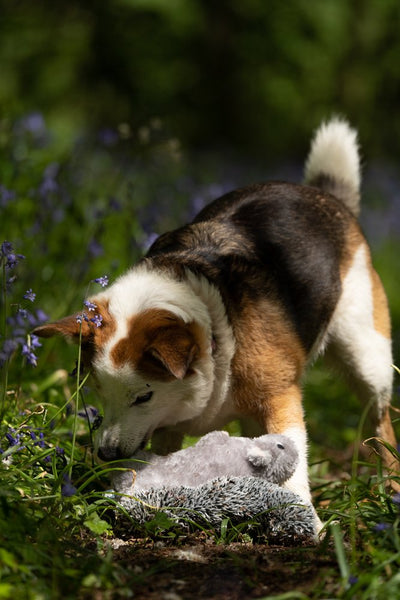 Petface Cyril Squirrel Plush Dog Toy