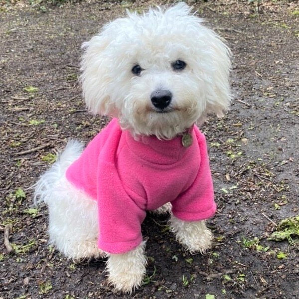 Pawsome Suits 2-Leg Fleece Dog Suit - Cerise Pink