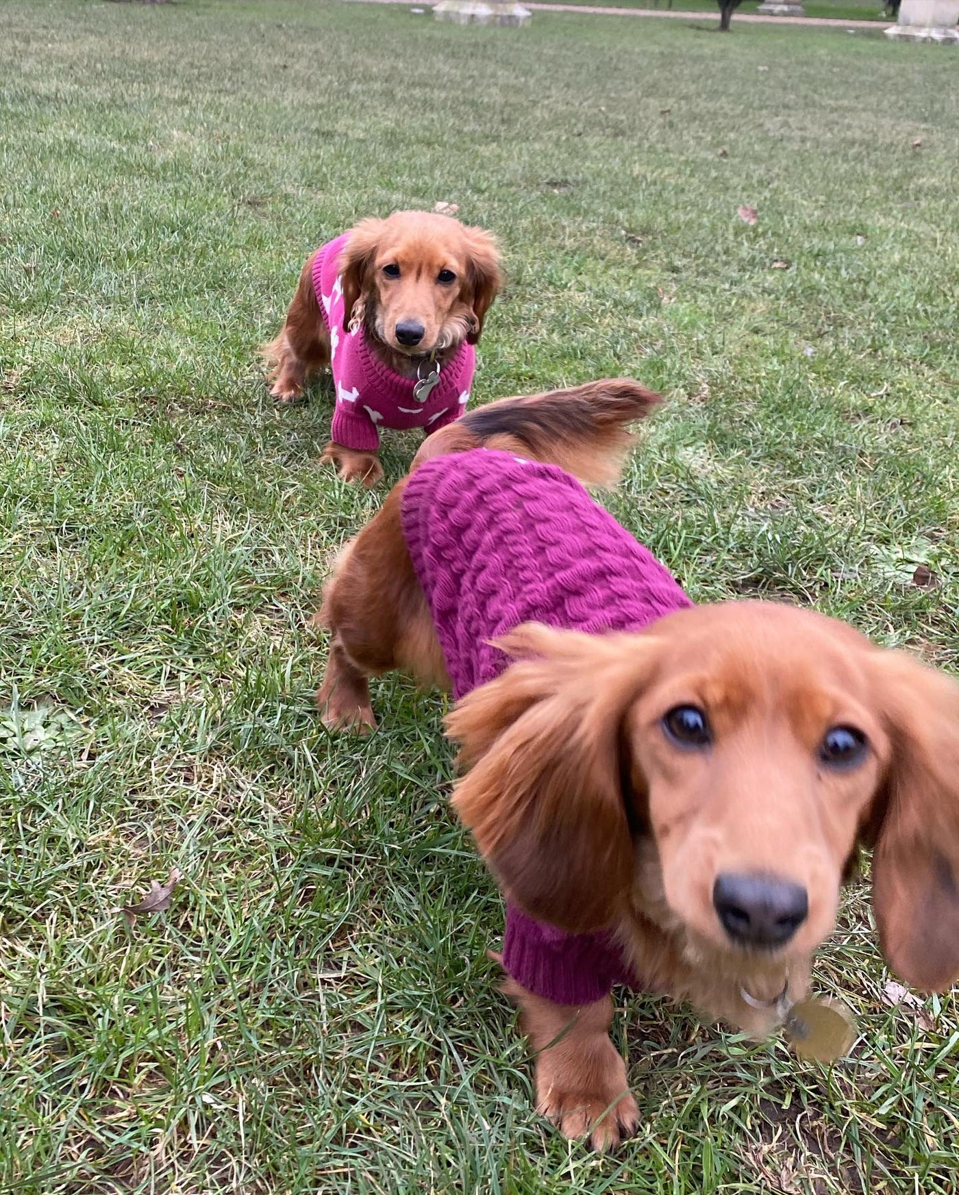 'The Woodbridge' - Burgundy Dog Jumper