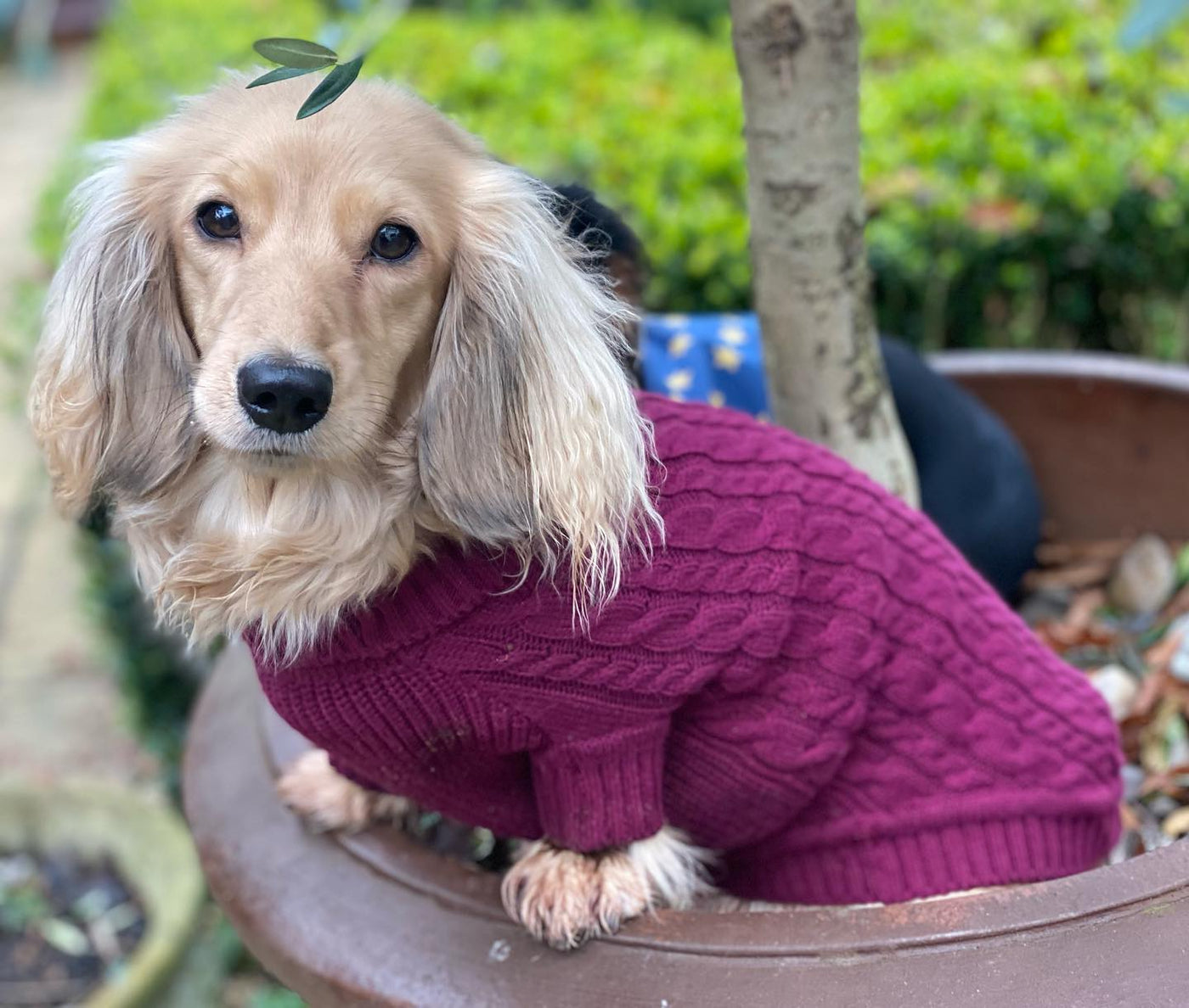 'The Woodbridge' - Burgundy Dog Jumper