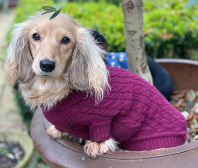 'The Woodbridge' - Burgundy Dog Jumper