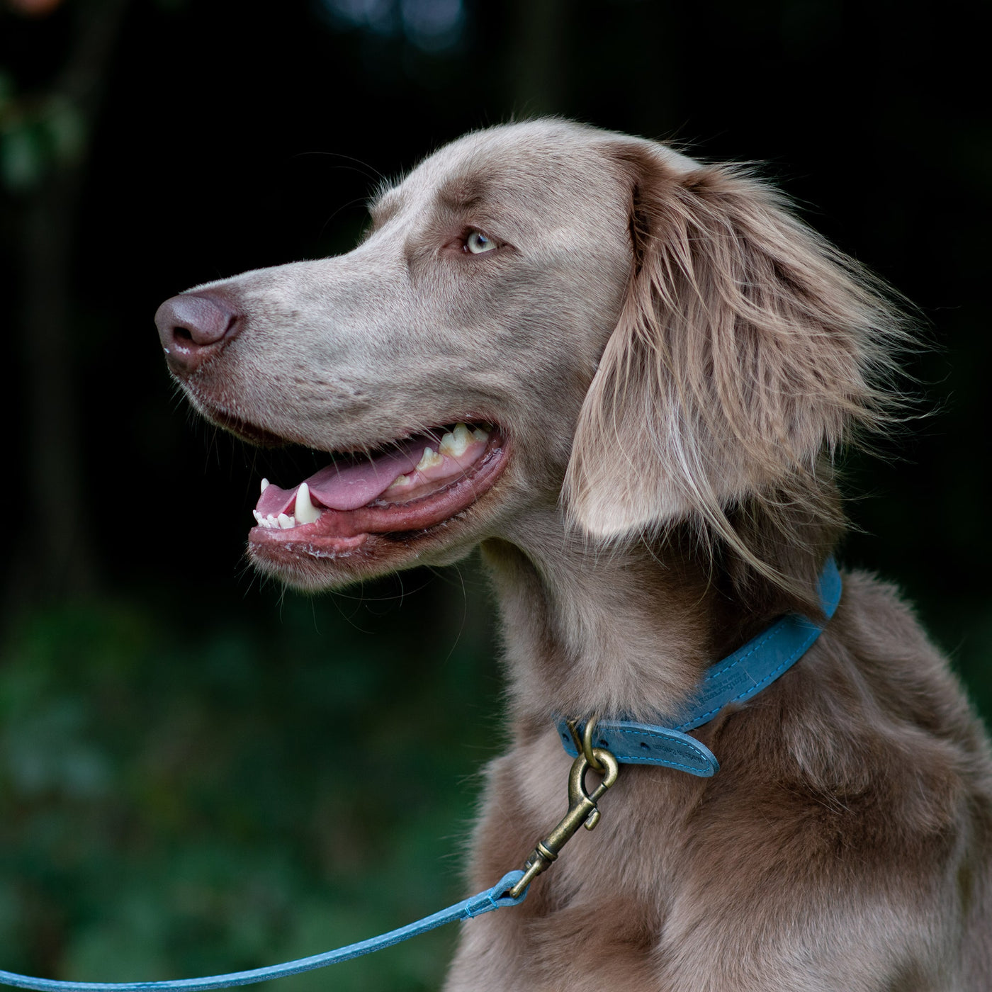 Ancol Timberwolf Leather Dog Lead - Blue