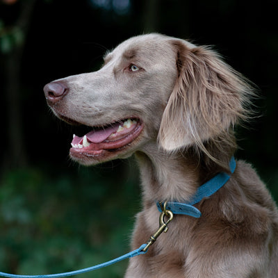 Ancol Timberwolf Leather Dog Lead - Blue