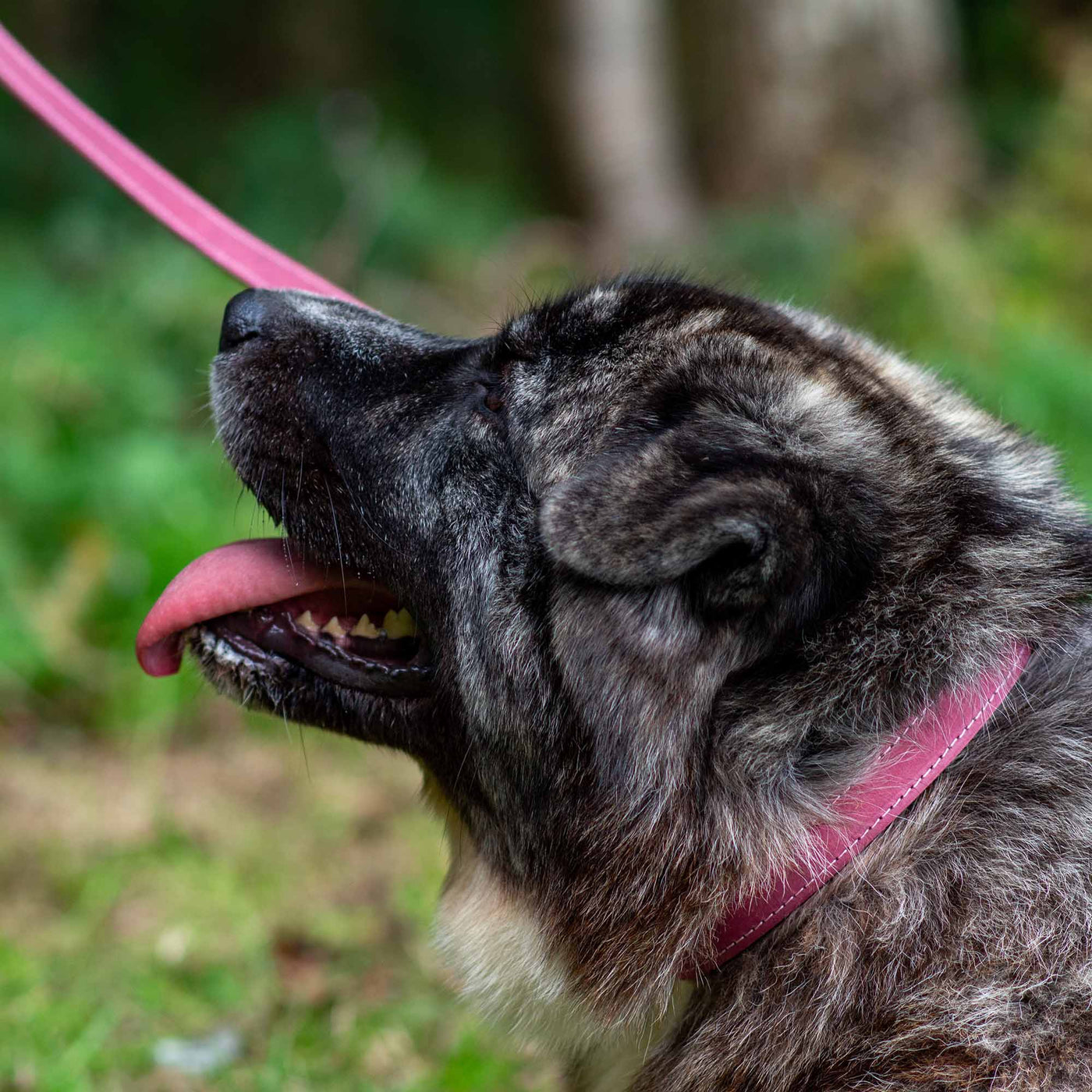 Ancol Timberwolf Leather Dog Lead - Raspberry