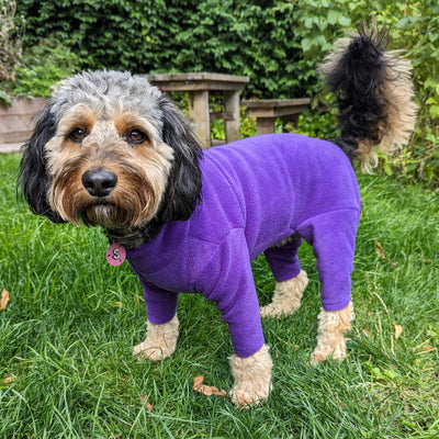 Pawsome Paws 4 Leg Dog Suit in Purple