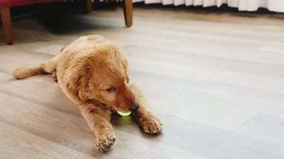 KONG SqueakAir Tennis Ball Medium