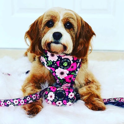 Harriet Soft Harness by Ditsy Pet